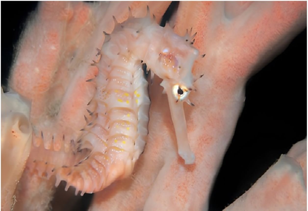 Researchers from the Kerala University of Fisheries and Ocean Studies (KUFOS) identified a new seahorse species